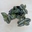Tradescantia zebrina 'Silver'