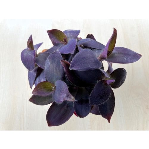 Tradescantia 'purple heart'