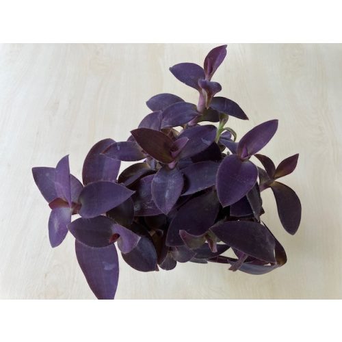 Tradescantia 'purple heart'