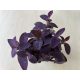 Tradescantia 'purple heart'