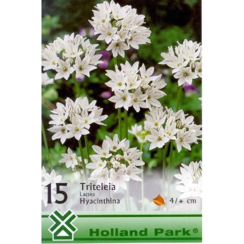 Triteleia Hyacintha 15ks