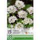 Triteleia Hyacintha 15ks