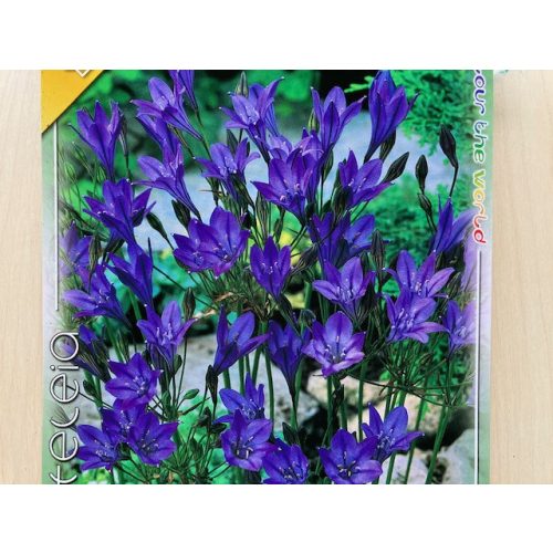 Triteleia Queen Fabiola 15ks