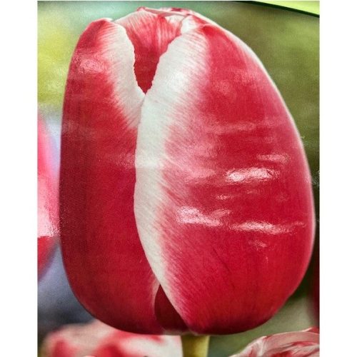  Cibuľa tulipán 7ks