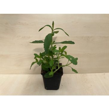 Verbena bonariensis