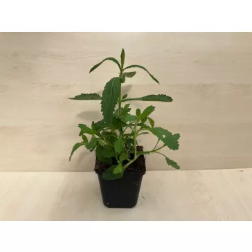 Verbena bonariensis