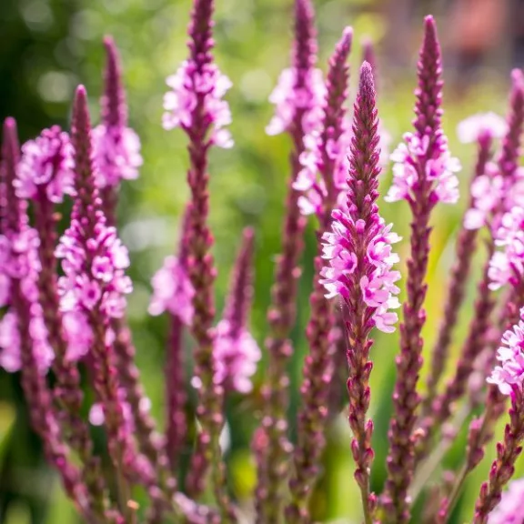Verbena hastata ‘Pink Spires’ Verbena hastata ‘Pink Spires’