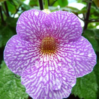  xAchimenantha Lionheart 'A'