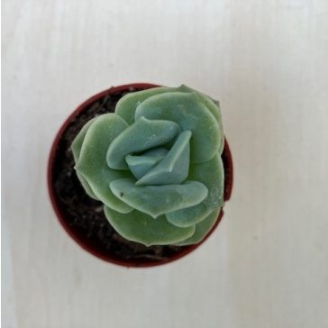 xGraptoveria 'Lovely Rose'