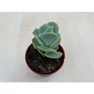 xGraptoveria 'Lovely Rose'